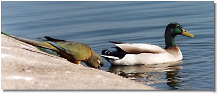 Tynemouth boating lake